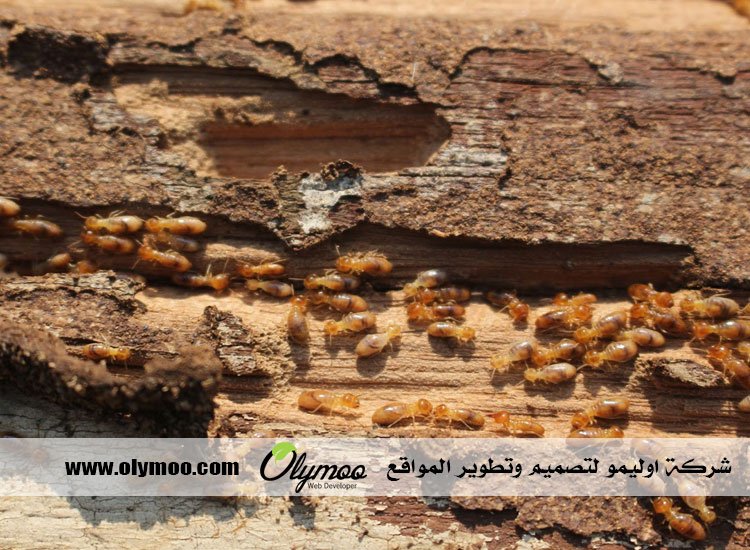 شركة مكافحة الصراصير في دبي